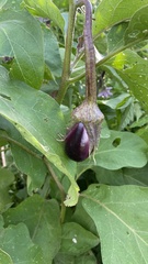 Solanum melongena