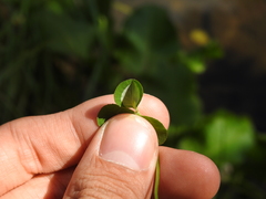 Porphyrosela minuta