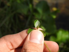 Porphyrosela minuta