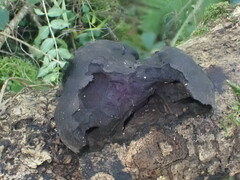 Daldinia concentrica