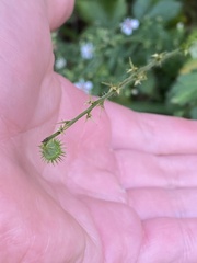 Agrimonia gryposepala