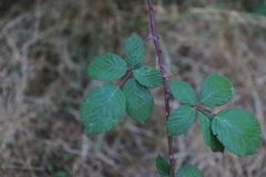 Rubus