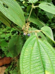 Miconia dentata