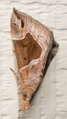 Hypena manalis