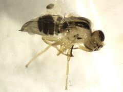 Thaumatomyia glabra