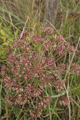 Peucedanum cervaria