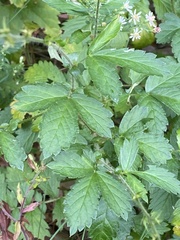 Agrimonia gryposepala