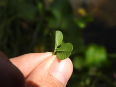 Porphyrosela minuta