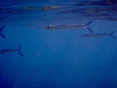 Hyporhamphus dussumieri