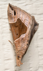 Hypena manalis