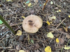 Lactarius torminosus
