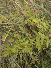 Peucedanum cervaria