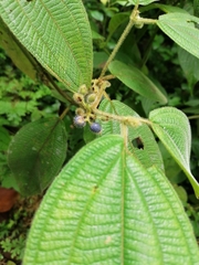 Miconia dentata