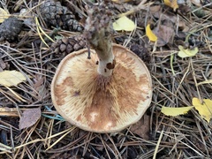 Lactarius torminosus