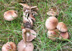 Marasmius nigrodiscus