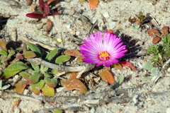 Cleretum bellidiforme