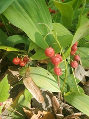 Convallaria