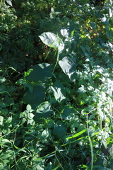 Reynoutria sachalinensis