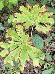 Podophyllum peltatum