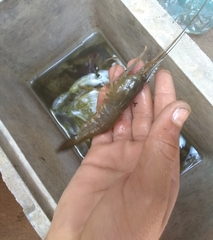 Penaeus