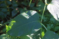 Reynoutria sachalinensis