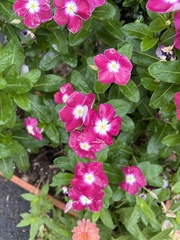 Catharanthus