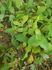 Convallaria