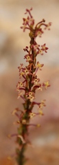 Microdon dubius