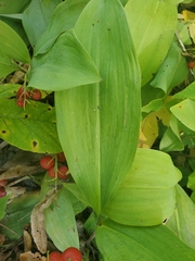 Convallaria