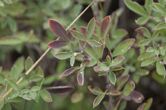 Cytisus nigricans