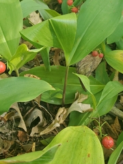 Convallaria