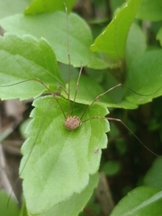 Phalangiinae