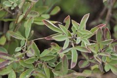Cytisus nigricans