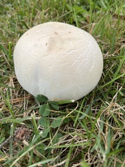 Agaricus arvensis