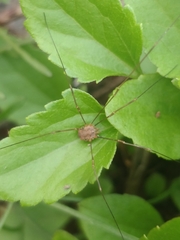Phalangiinae