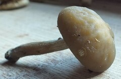 Simocybe sumptuosa