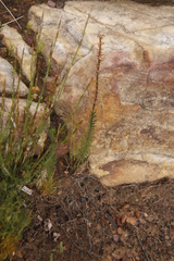 Microdon dubius