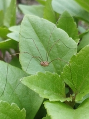 Phalangiinae