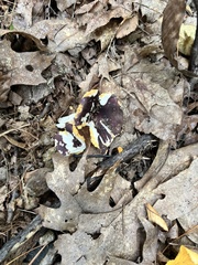 Hypomyces luteovirens