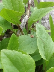 Phalangiinae
