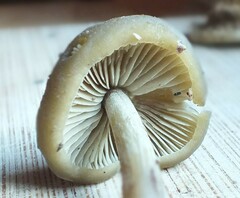 Simocybe sumptuosa