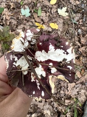 Hypomyces luteovirens