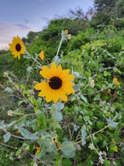 Helianthus argophyllus