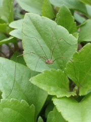Phalangiinae