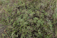Cytisus nigricans