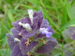 Ajuga