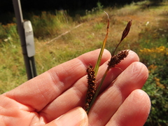 Carex aperta