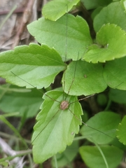 Phalangiinae