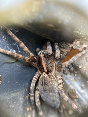 Tigrosa georgicola