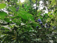 Palicourea brachiata